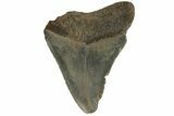 Bargain, Fossil Megalodon Tooth - North Carolina #182689-1